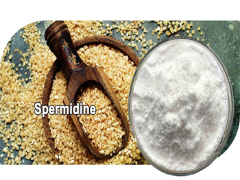 Is Spermidine Powder Good For You？